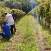 Le vignoble de Daniel Dupuy