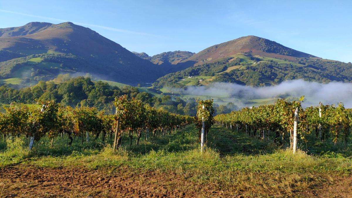 Les vignes de la montagne basque